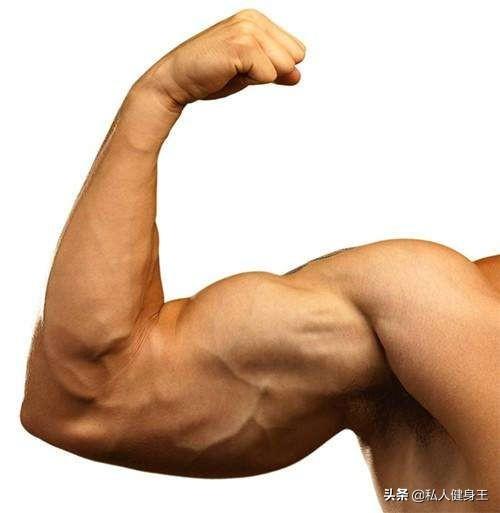 biceps（上臂肌）