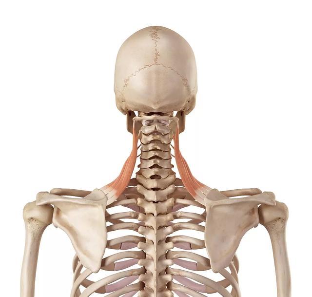 肩胛骨（肩胛骨结构与功能）