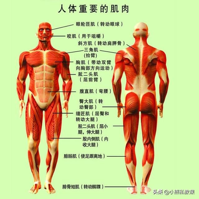 pc肌肉（腹直肌训练）
