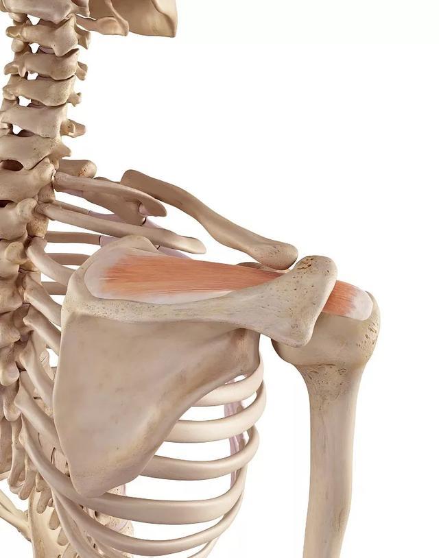 肩胛骨（肩胛骨结构与功能）